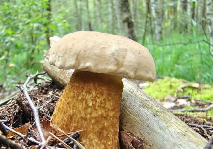   ,  Tylopilus felleus